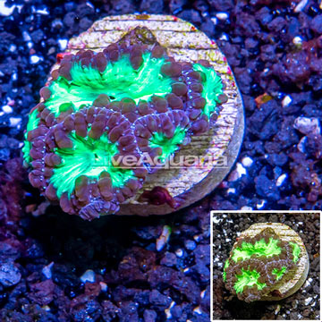 LiveAquaria® Cultured Blastomussa Coral 