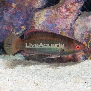 Threadfin Fairy Wrasse 