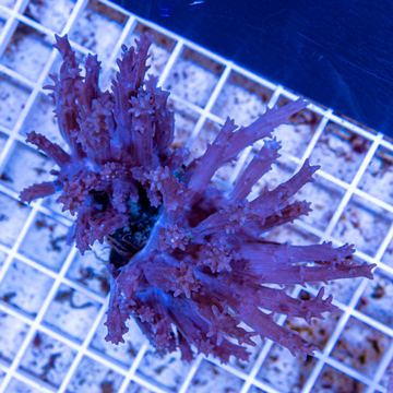 Tree Coral Indonesia