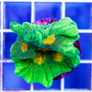 USA Cultured Space Invader Pectinia Coral