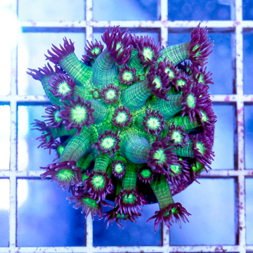 USA Cultured Glitter Bomb Goniopora Coral