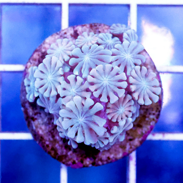 USA Cultured Alveopora Coral