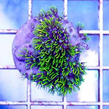 USA Cultured Briareum Coral