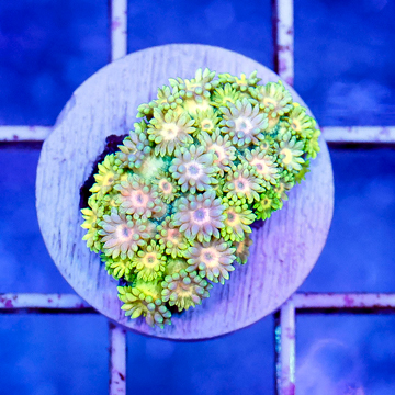 USA Cultured Goniopora Coral