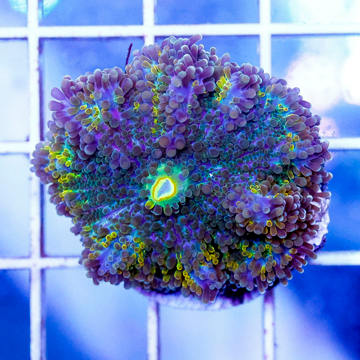 USA Cultured Ricordea Mushroom Coral