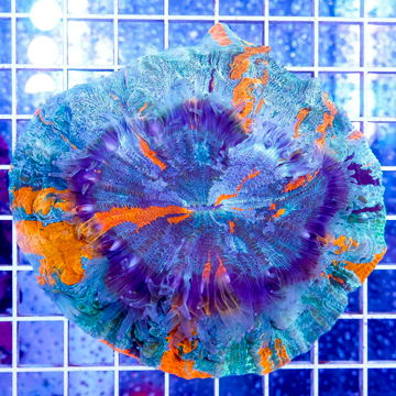 Meat Coral Australia