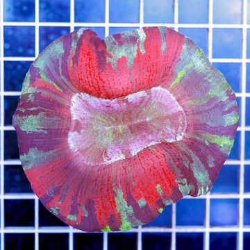 Open Brain Coral Indonesia