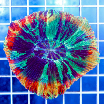 Open Brain Coral Indonesia