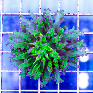 USA Cultured Frogspawn Coral