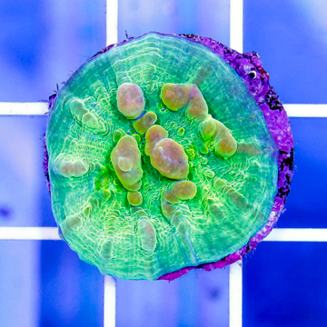 USA Cultured Bounce Chalice Coral