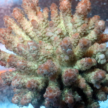 Acropora Coral Fiji