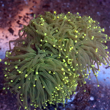 Torch Coral