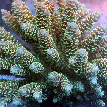 Acropora Coral Fiji