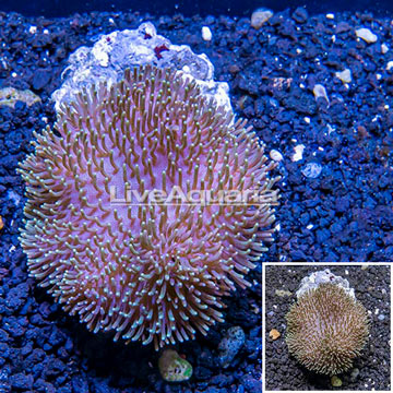 Toadstool Leather Coral Indonesia