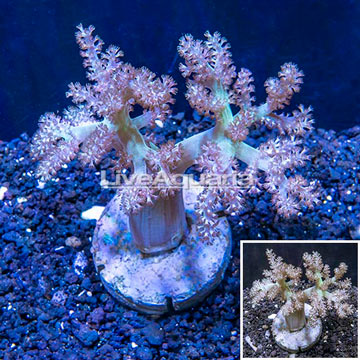 Pineapple Tree Coral Indonesia