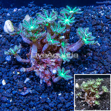 Glove Polyp Coral Indonesia