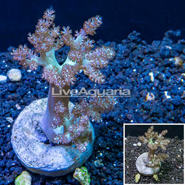 Pineapple Tree Coral Indonesia