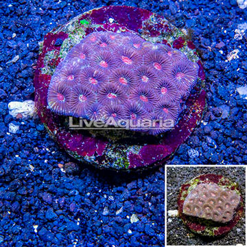 Dipsastraea Brain Coral Indonesia