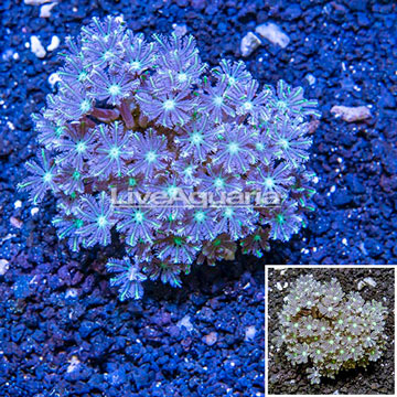 Glove Polyp Coral Indonesia