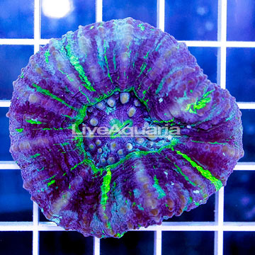 Scolymia Coral Australia