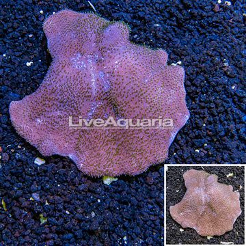 Toadstool Leather Coral Vietnam