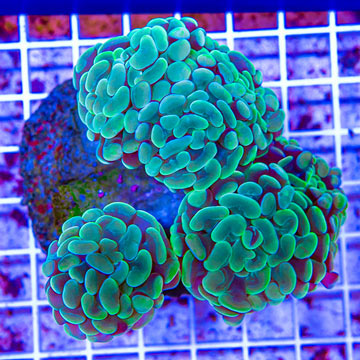 Hammer Coral Indonesia