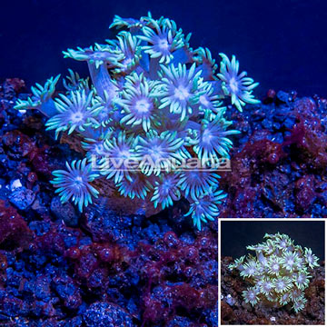 LiveAquaria® Cultured Goniopora Coral 