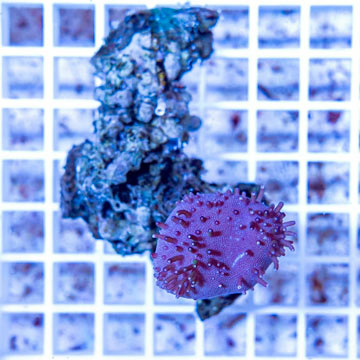 Toadstool Leather Coral Vietnam