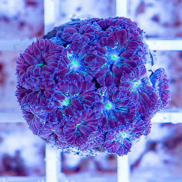LiveAquaria® Cultured Blastomussa Coral