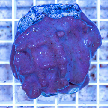 Blue Ridge Coral Indonesia