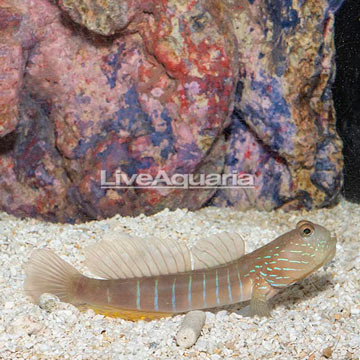 Lagoon Shrimp Goby