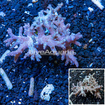 Sinularia Leather Coral Indonesia