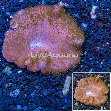 Toadstool Mushroom Leather Coral Vietnam