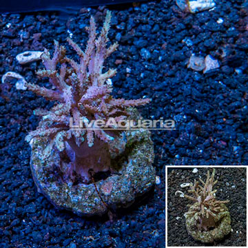 Sinularia Leather Coral Indonesia