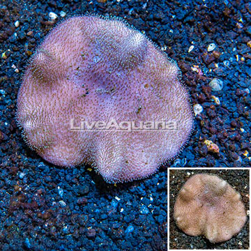 Toadstool Leather Coral Australia