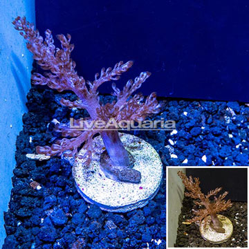 LiveAquaria® Cultured Tree Coral