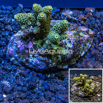 Acropora Coral Indonesia 