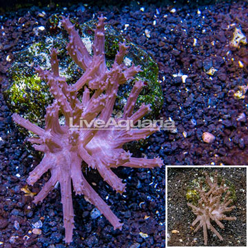 Tree Coral Indonesia