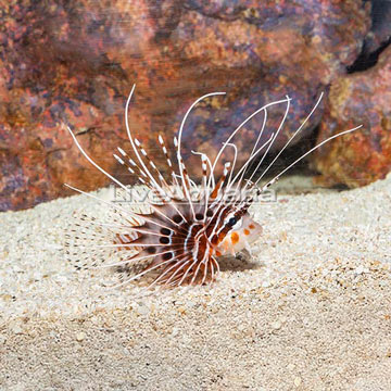 Antennata Lionfish