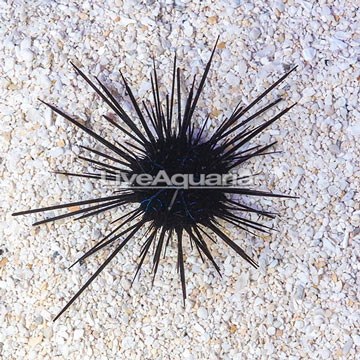 Black Longspine Urchin 