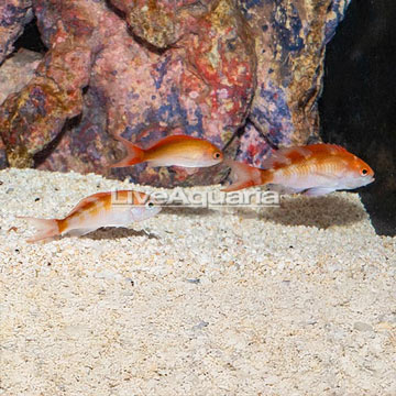 Red Bar Anthias, Trio