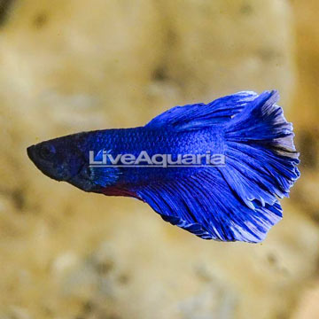 Butterfly Betta