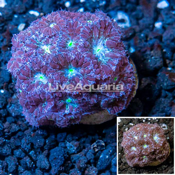  LiveAquaria® Cultured Blastomussa Coral