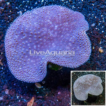 Toadstool Leather Coral Vietnam