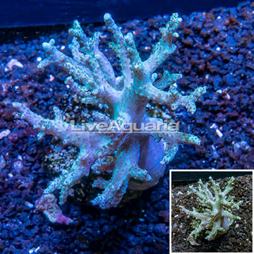 Sinularia Leather Coral Indonesia