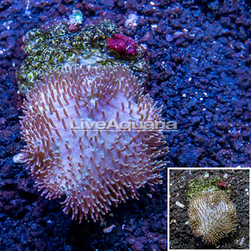 Toadstool Leather Coral Indonesia