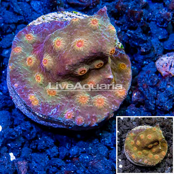 LiveAquaria® Cultured Cyphastrea Coral