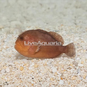 Penny Coral Croucher Goby