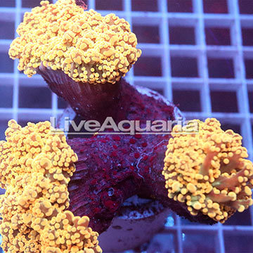 Branching Orange Frogspawn Coral Solomon