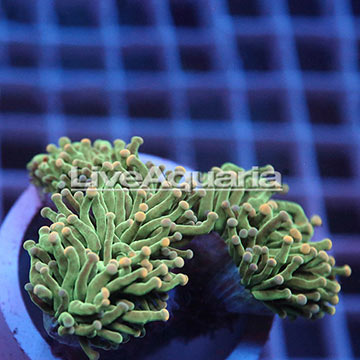 Yellow Tip Torch Coral Solomon